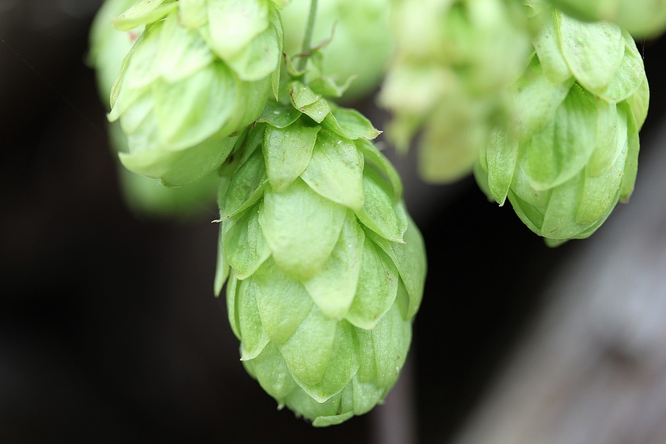 MEJOR QUE MUCHOS ANALGÉSICOS: la cerveza, por supuesto